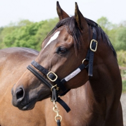 Monty Roberts Dually Halter - Horse Training Halter with DVD 